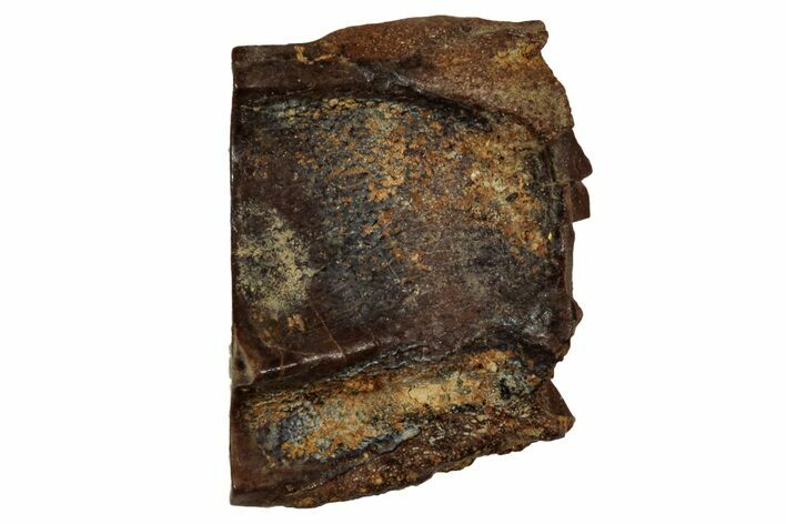 Fossil Dinosaur (Triceratops) Shed Tooth - Montana #339752